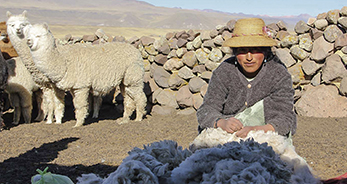 Las Manuelas: la propuesta que empodera a las mujeres alpaqueras de Puno